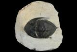 Bargain, Zlichovaspis Trilobite - Atchana, Morocco #119629-3